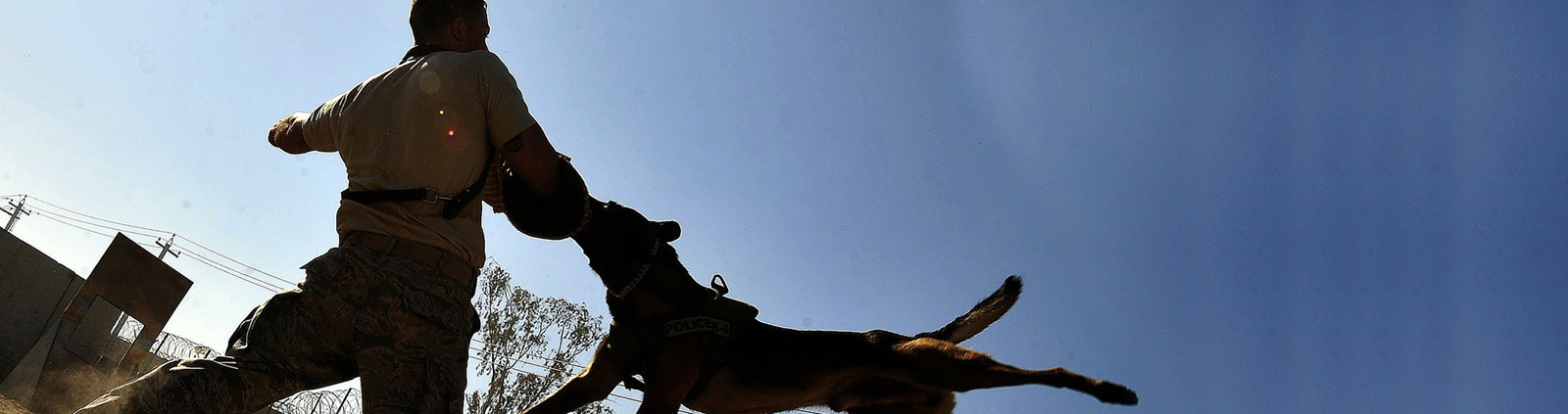 Dog Bites